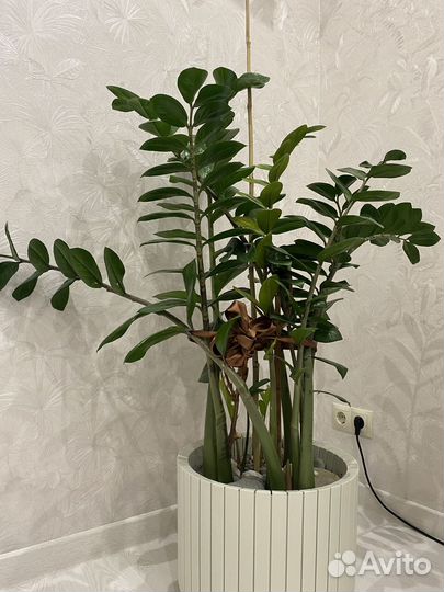 Замиокулькас