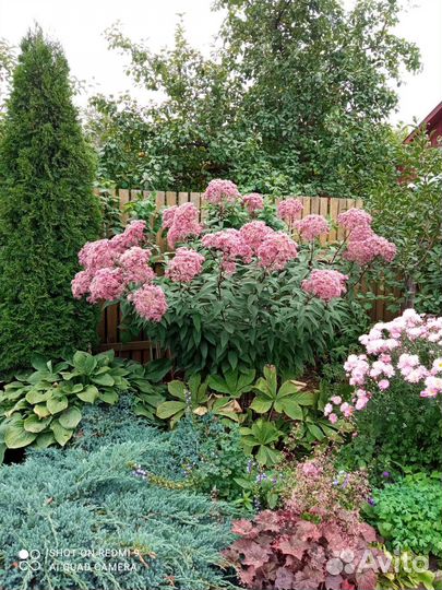 Посконник,многолетние цветы