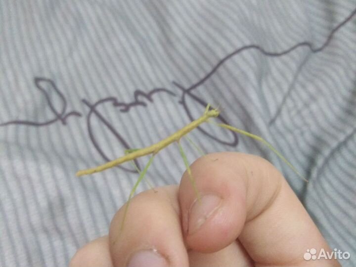 Аннамский палочник