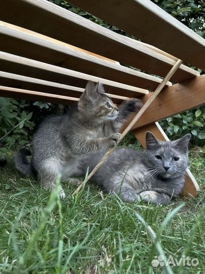 Отдам котеночка в добрые руки