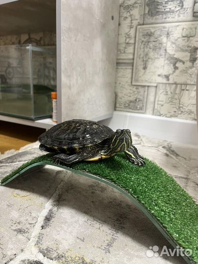 Мостик (плот) для черепахи в аквариум