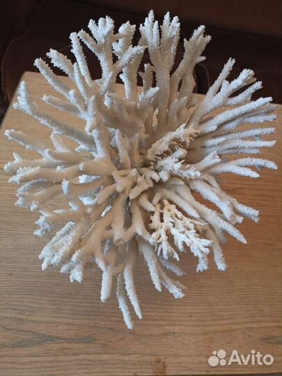 Натуральный коралл