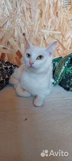 Белый котёнок из приюта для бездомных животных