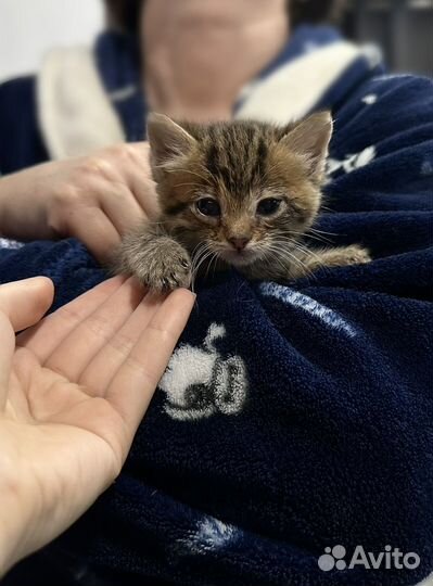 Котята отдам бесплатно