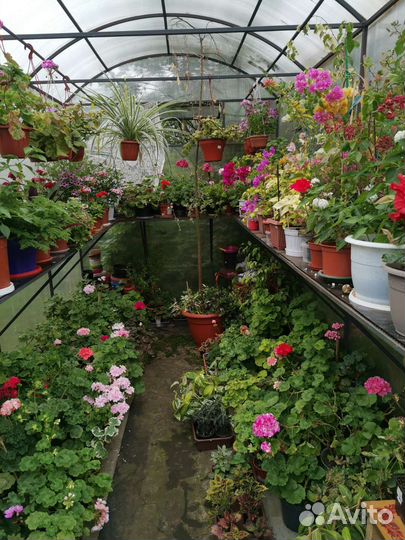 Комнатные цветы