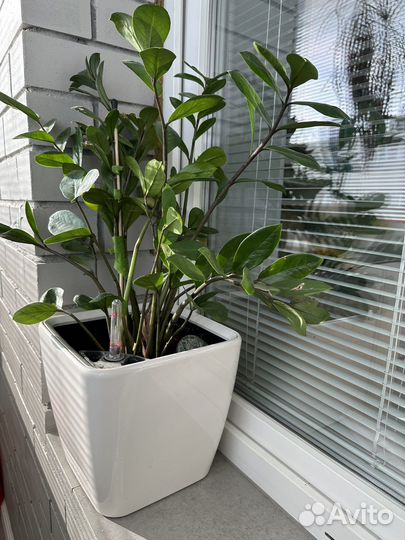 Кашпо lechuza Ouadro с автополивом + замиокулькас