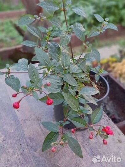 Фуксия Dollar princes