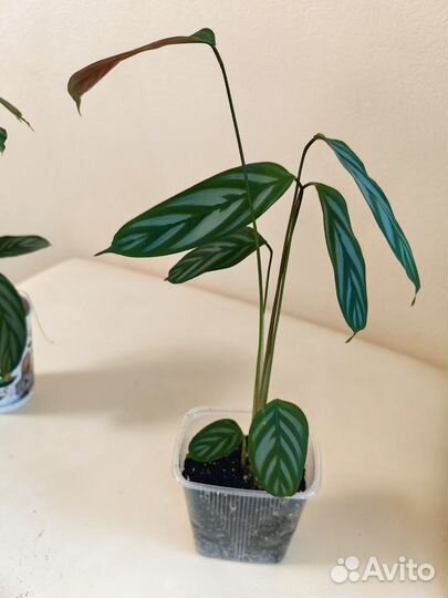 Комнатные растения Goeppertia