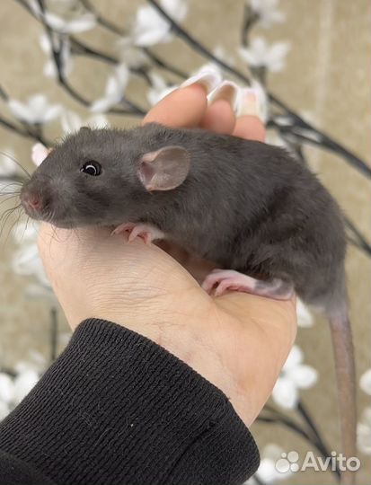 Крысы дамбо. Крысята дамбо. Крыса. Питомник