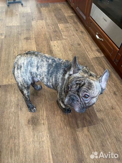 Собака для вязки