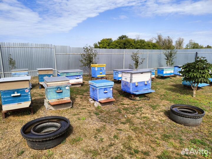 Продаются ульи с пчёлами