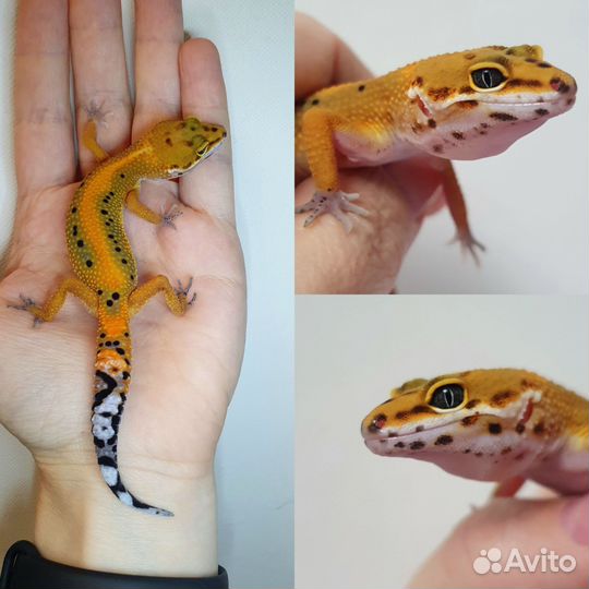 Эублефары сезон 2023