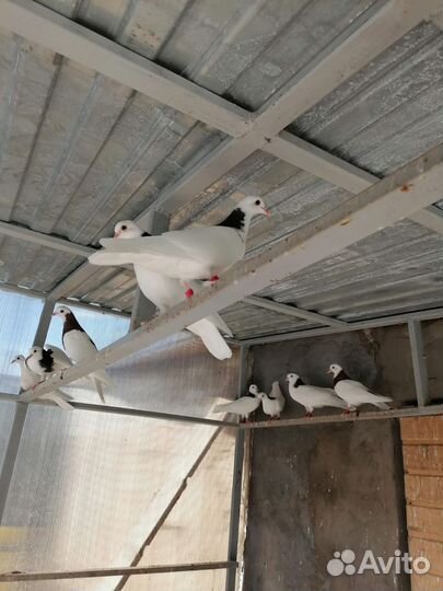 Продажа голубей Пермские гривуны