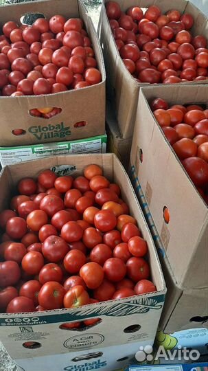 Помидоры оптом