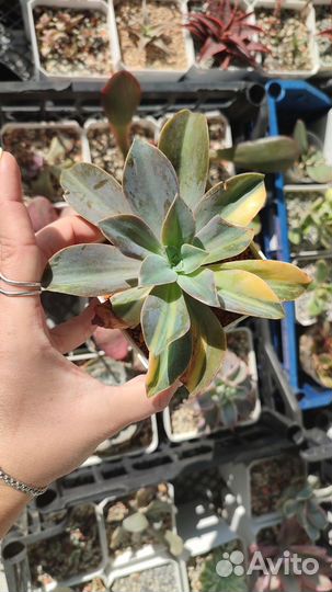 Суккуленты, эхеверии, эчеверии