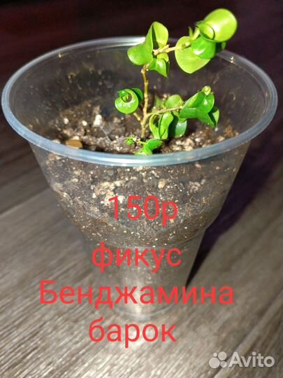 Фикус бенджамина бафт, барок