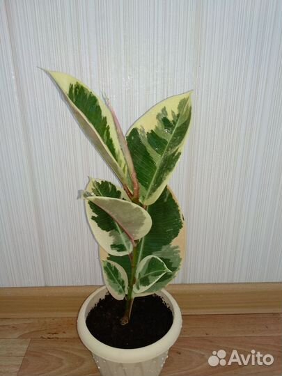 Фикус Тинеке