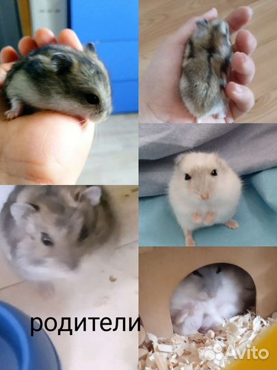 Джунгарские хомячки