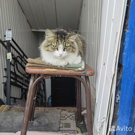 Красивая кошка