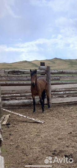 Продажа лошадей