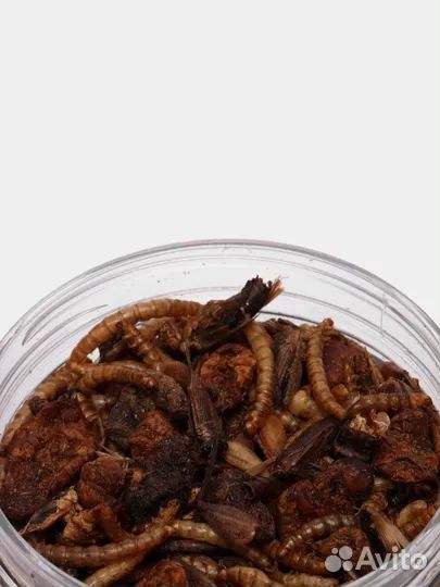 Кормовые насекомые, сверчки, мучные черви, зофобас