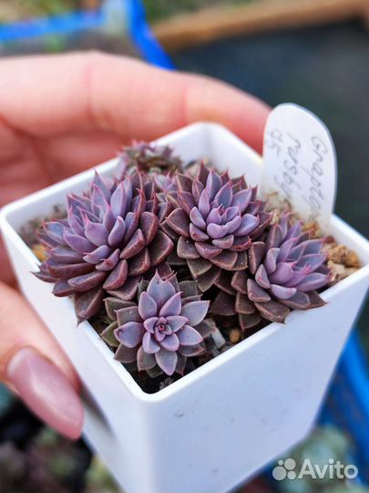 Суккуленты, эхеверии