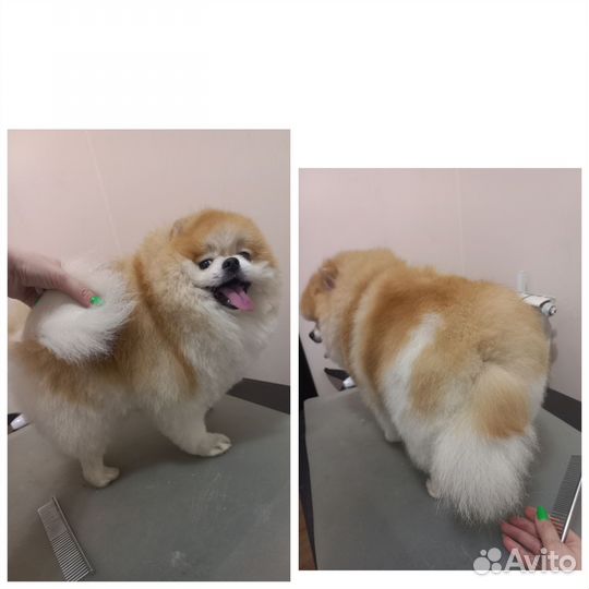 Стрижка собак