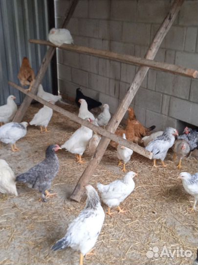 Цыплята 2.5 месяца