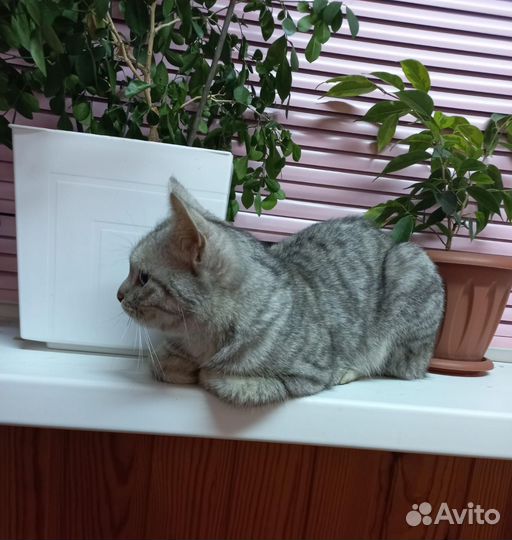 Кошка Муся с приданым