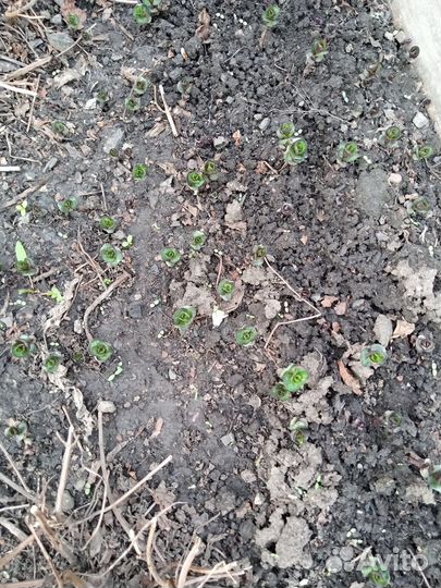 Тимьян, шалфей, мята, мелисса