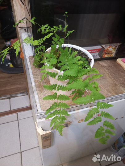 Папоротник даваллия