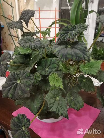 Бегония королевская