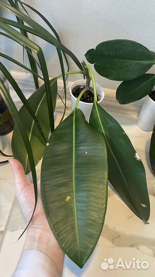 Черенки фикуса эластика (каучуконосного)