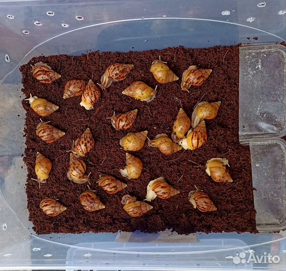 Улитки ахатины