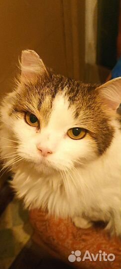 Котик Сибирский