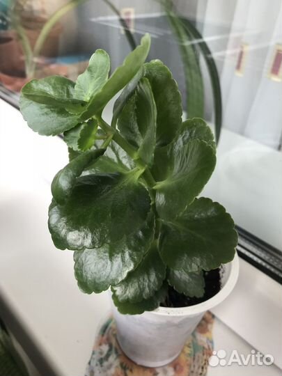 Комнатные растения