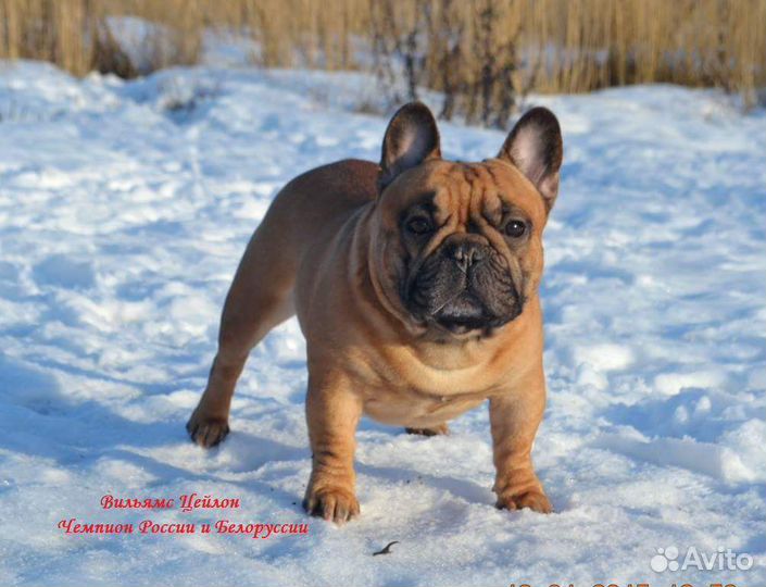 Французский бульдог для вязки