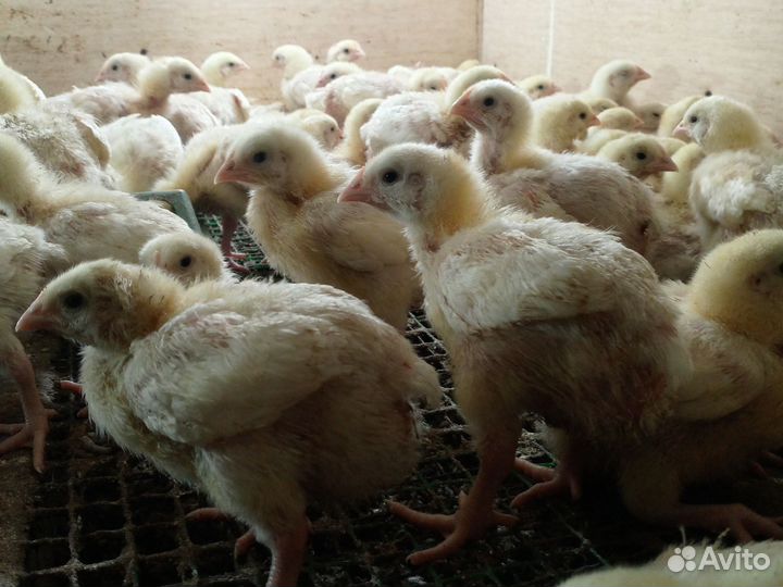 Цыплята бройлеры кобб 700