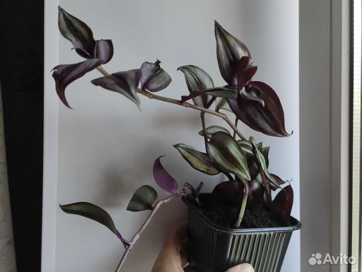 Традесканция трёхцветная с корнями в горшке