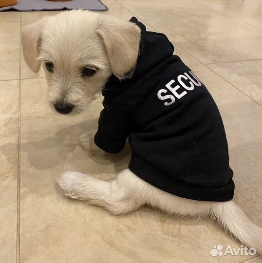 Толстовка для животных