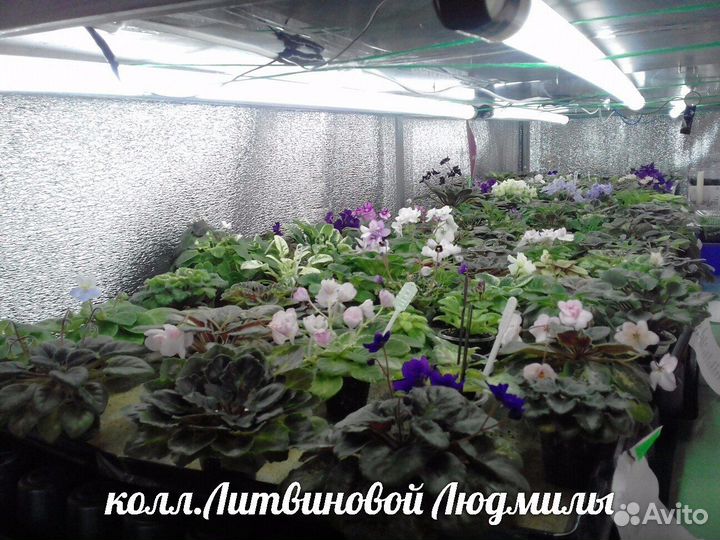 Фиалка мини сортов с\с лист