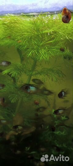 Продам растючку