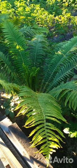 Папоротник. Садовый. Страусник,обыкновенный