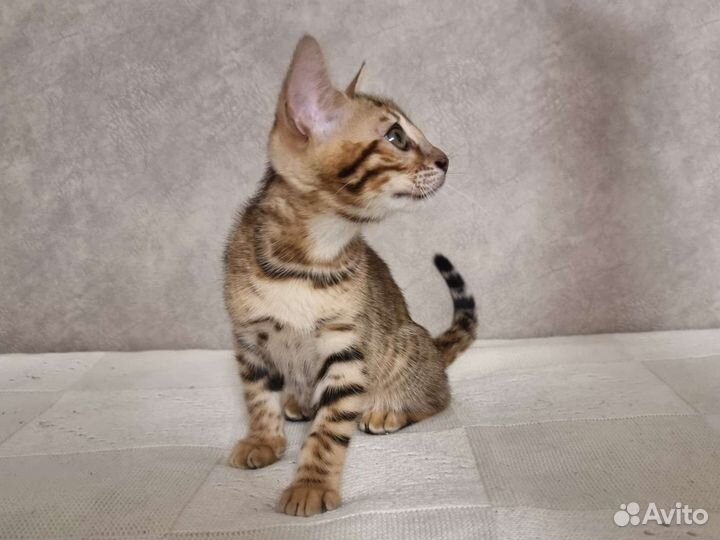 Бенгальская