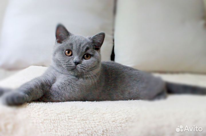 Британские котята