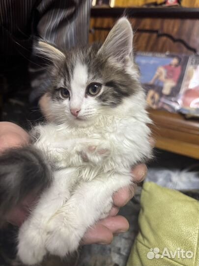 Кот в добрые руки бесплатно