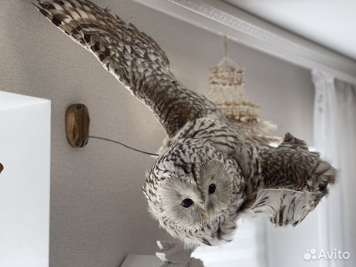 Репетитор по биологии огэ, егэ