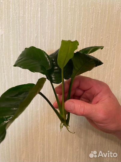 Аквариумные рыбки и растения