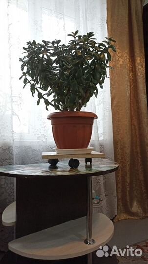 Денежное дерево, Толстянка