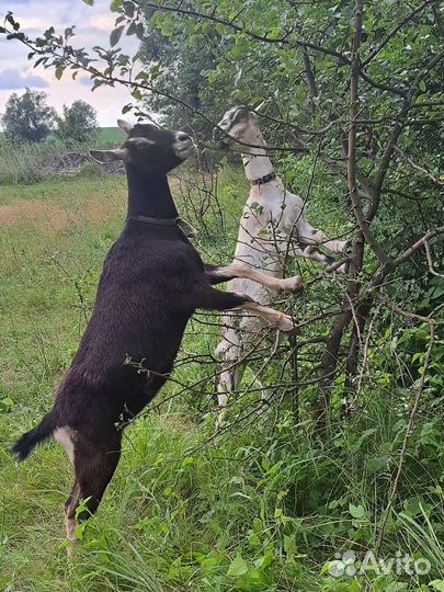 Альпийские козы и козлик